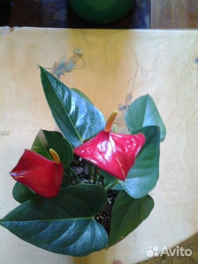 Антуриум Андре