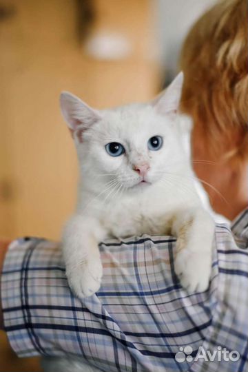 Белоснежная леди