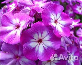 Флоксы сортовые