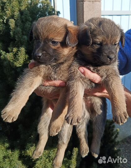 Щенки в добрые руки