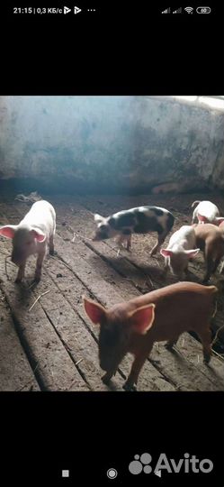 Молочные поросята свинина шашлык