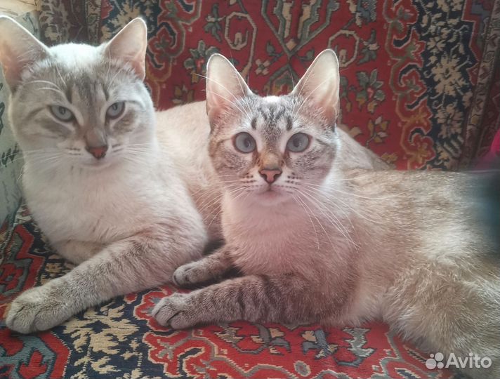 Запись на котят сил тебби поинт