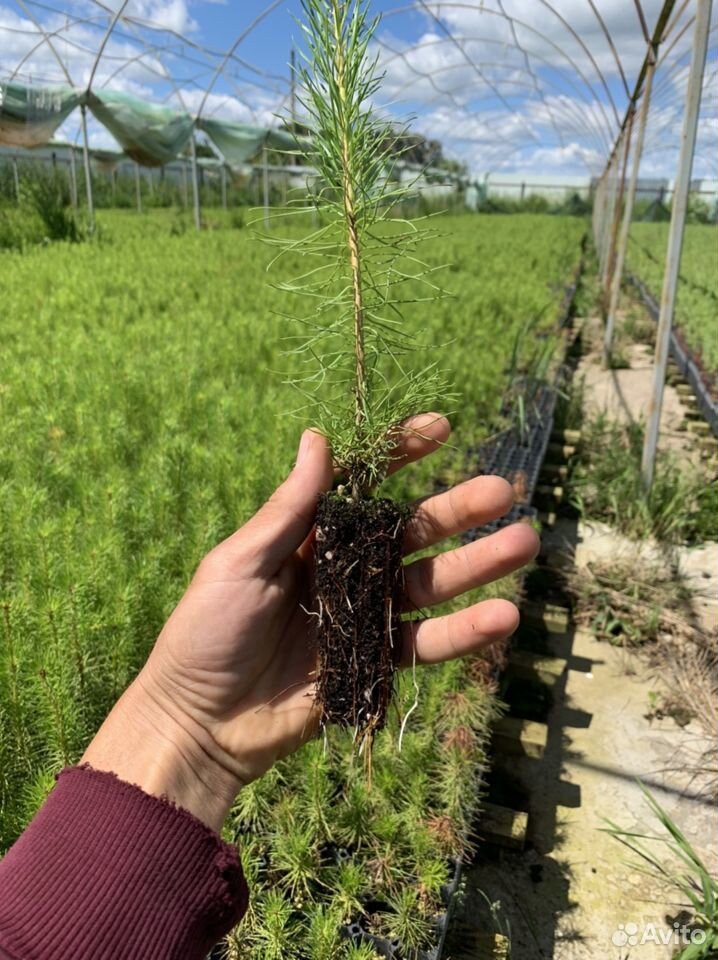 Сеянцы сосны зкс