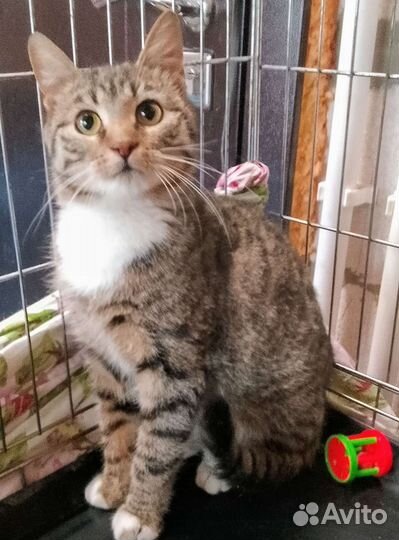 Кошечка- шпротинка-нужен дом