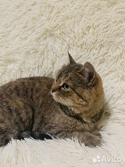 Шикарная Леди