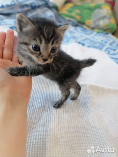 Курильский бобтейл