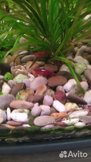 Креветка Вишня с икрой, ампулярия