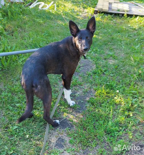 Собака в добрые руки