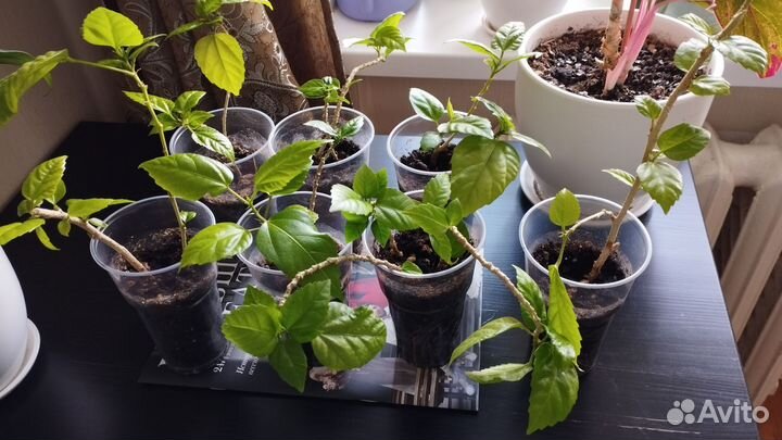 Гибискус красный китайская роза