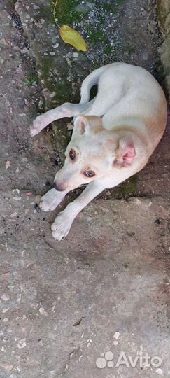 Щенки, мальчик и 2 девочки