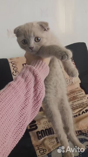 Продам котёнка