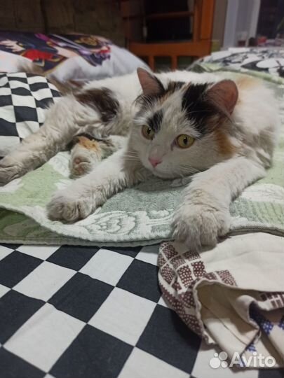 Кошка ищет дом