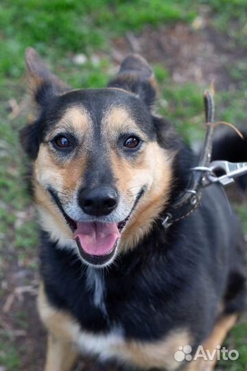 Собака-компаньон Клоди в добрые руки