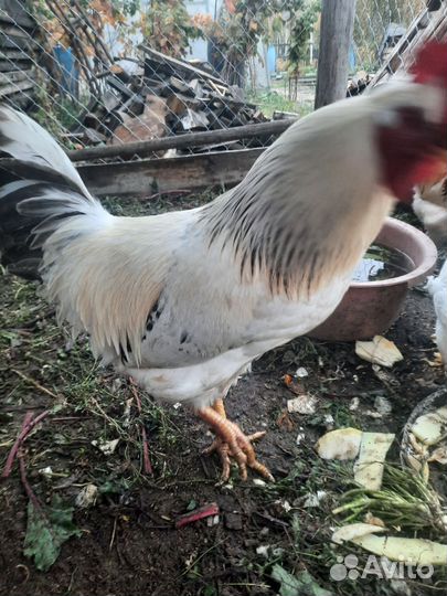 Молодые петухи