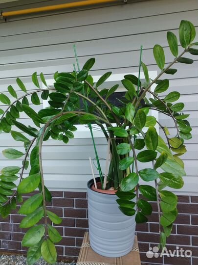 Замиокулькас