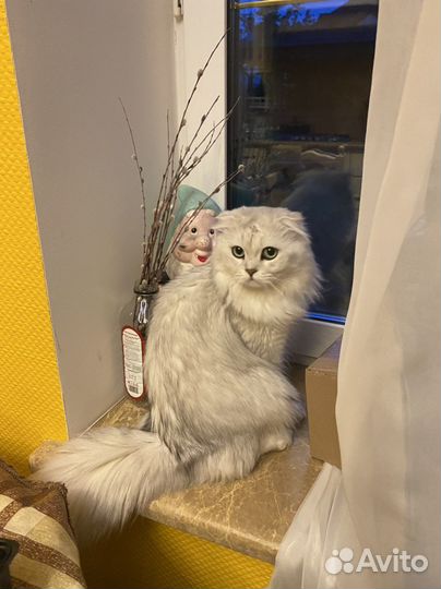 Шотландский кот