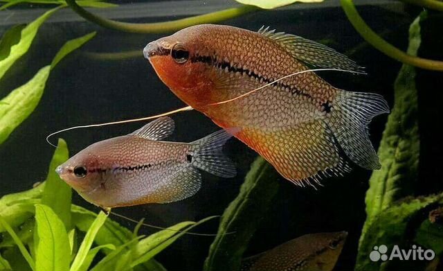 Аквариумные рыбки