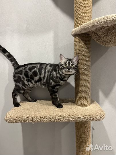 Бенгальский кот