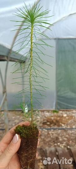 Сеянцы сосны обыкновенной зкс от производителя