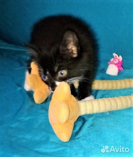 Котёнок в добрые руки