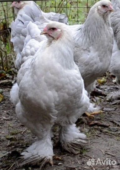 Брама Изабель