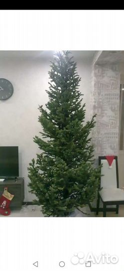 Ель новогодняя живая