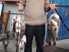 Рыбалка в Анапе объявление продам