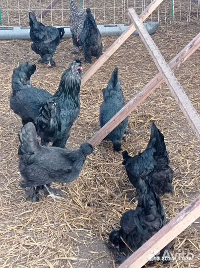 Сибирская махноножка инкубационное яйцо