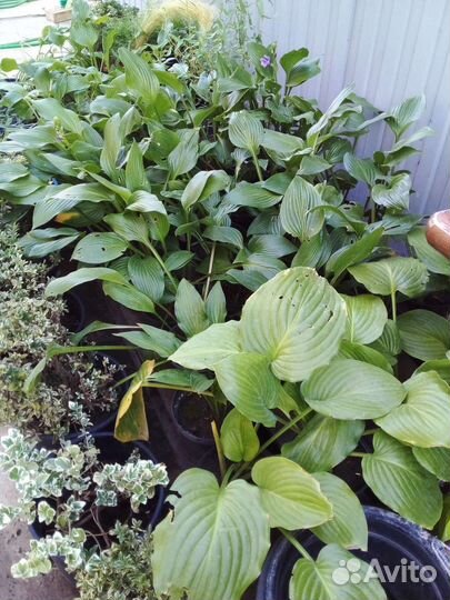 Растения для сада