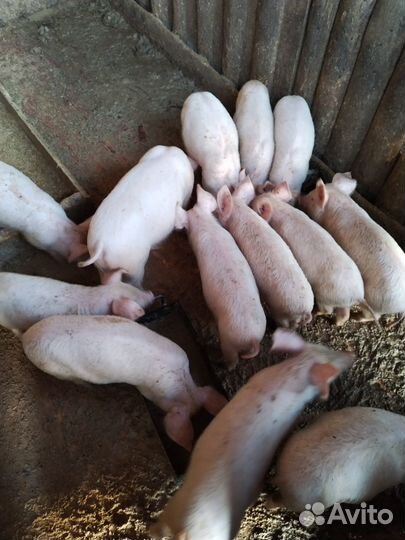 Поросята