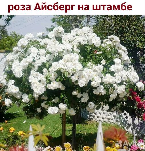 Роза, яблоня, сирень на штамбе