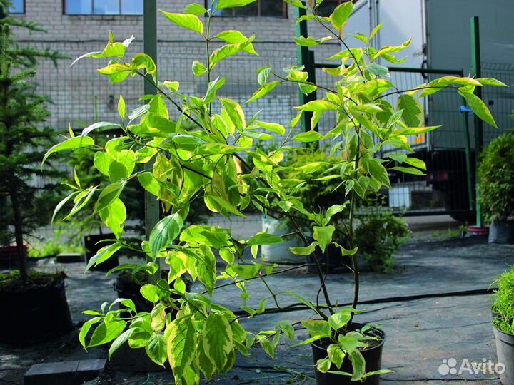 Дерен белый 