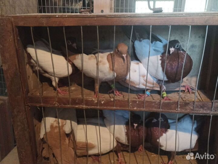 Продажа голубей