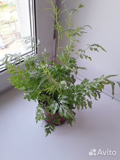 Папоротник Птерис мечевидный / подарок