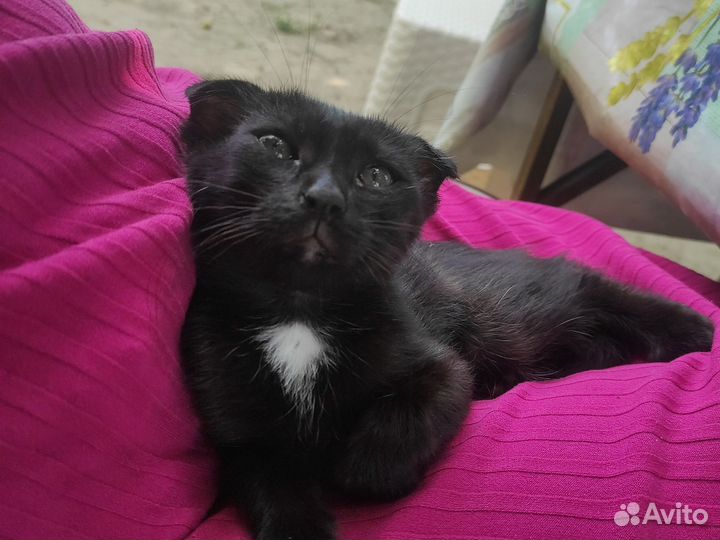 Черный котенок