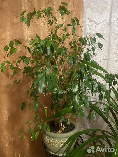 Большие комнатные цветы