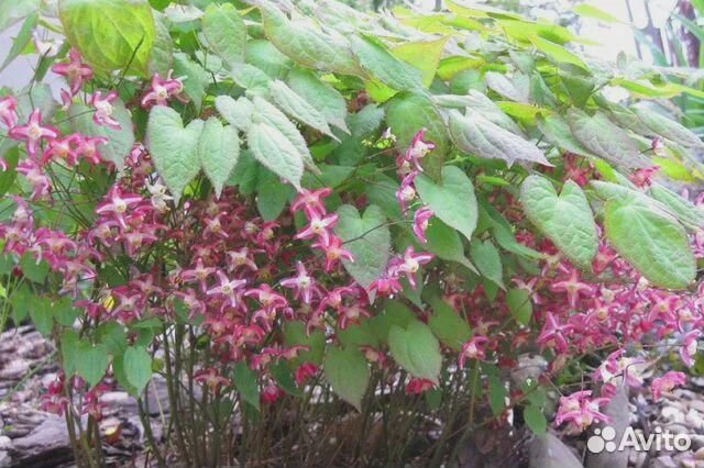 Горянка красная, многолетник