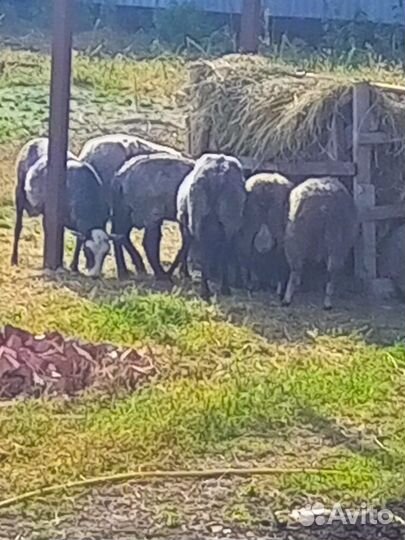 Овцы бараны, ярки, ягнята тексель, рамона