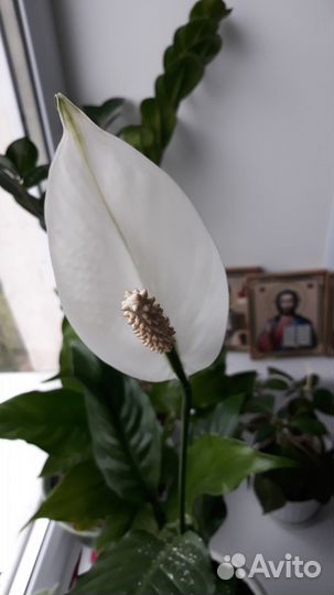 Спатифиллюм, женское счастье