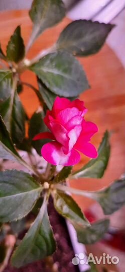 Бальзамин или Ванька мокрый