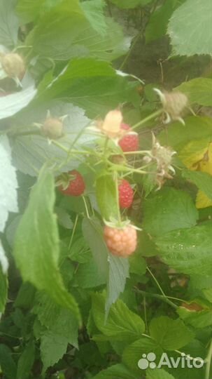 Продаю рассаду малины