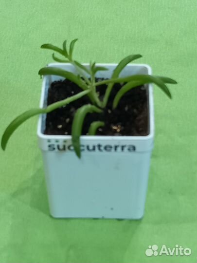 Суккуленты в горшочках