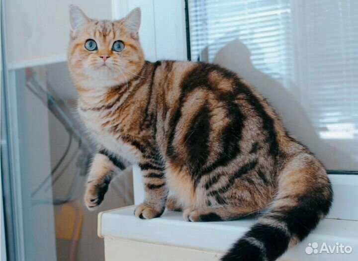 Шотландские котята