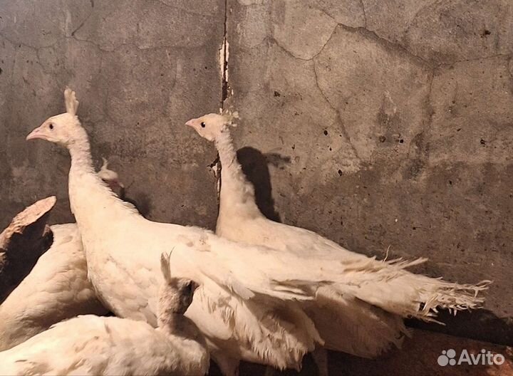 Павлинята белые