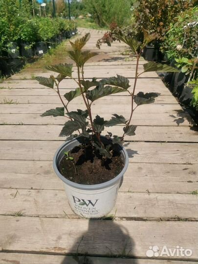 Пузыреплодник Ред Барон С5 40-60см