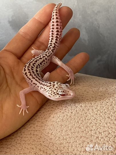 Геккон эублефар