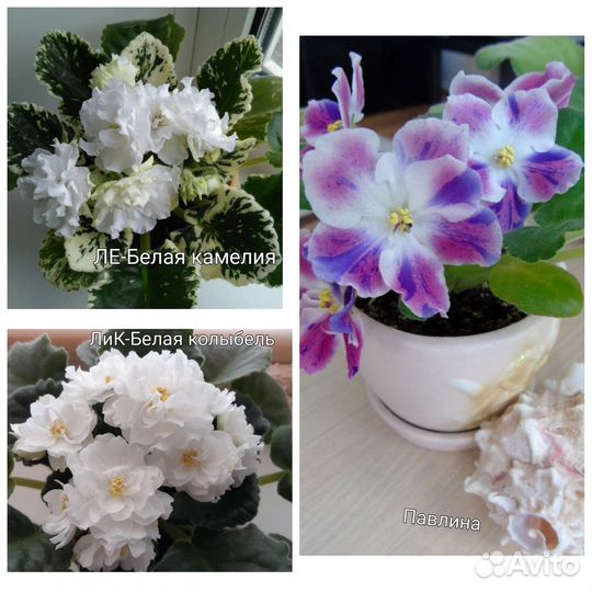 Сортовые фиалки