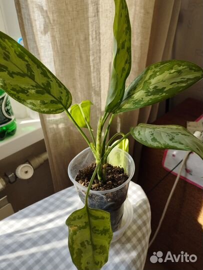 Аглаонема 