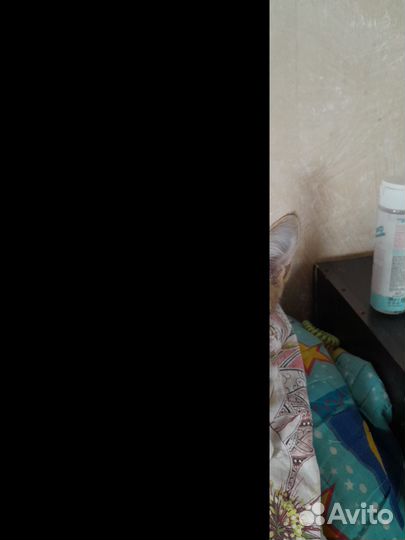 Котенок в дар бесплатно