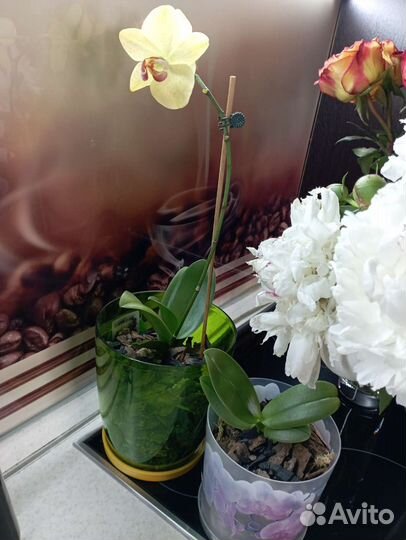 Орхидея фаленопсис